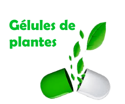 Gélules de plantes et capsules de plantes
